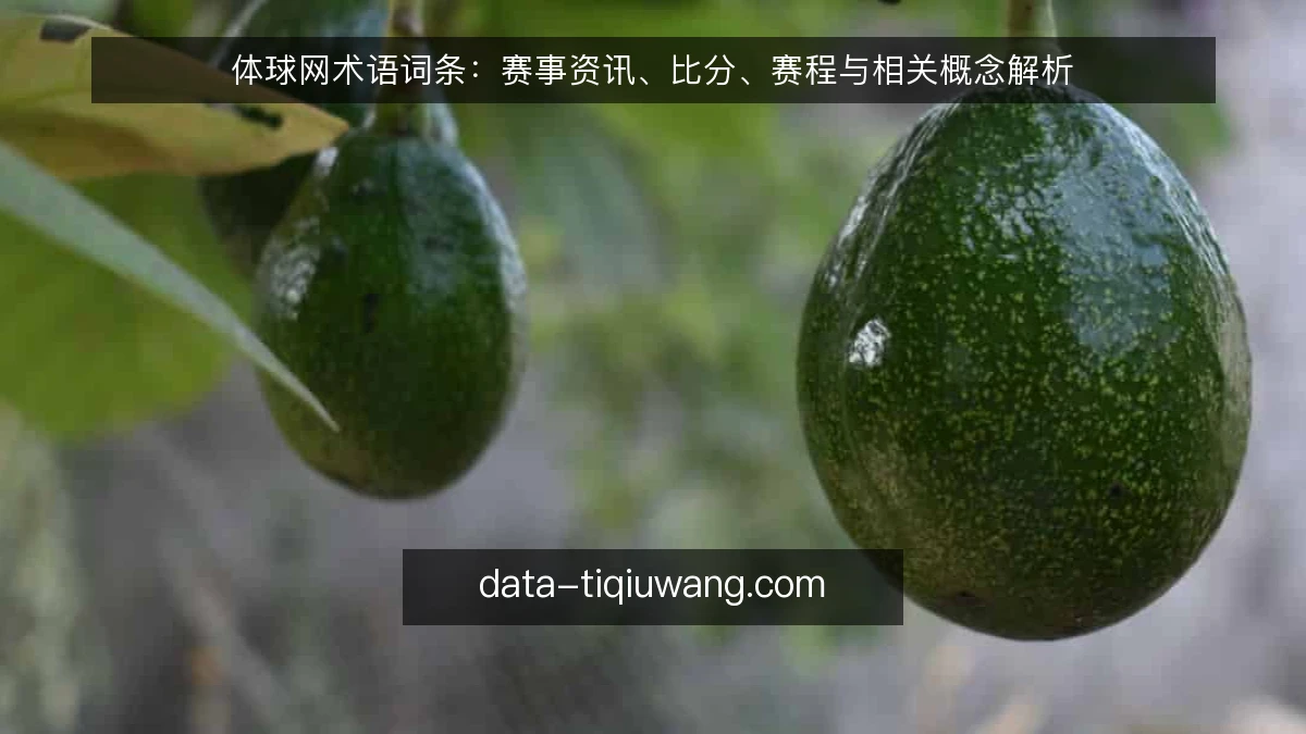 体球网术语词条：赛事资讯、比分、赛程与相关概念解析